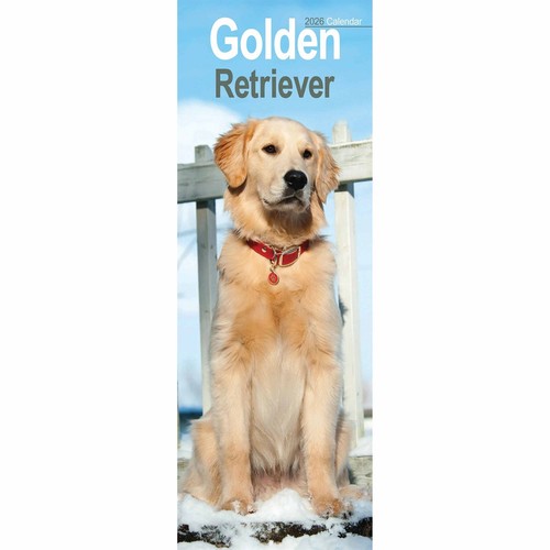 Golden retriever slim - retriever, calendar