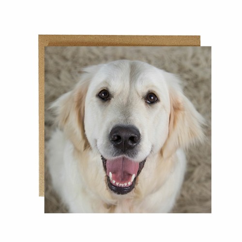 Golden retriever greeting card - golden,