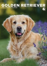 2026 A3 GOLDEN RETRIEVER