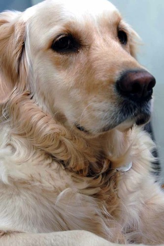 Golden retriever dog - golden,
