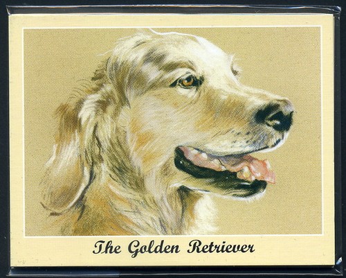 The golden retriever - the,