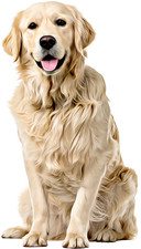 Golden Retriever Self Adhesive