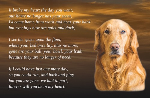 Golden retriever dog fridge - dog,
